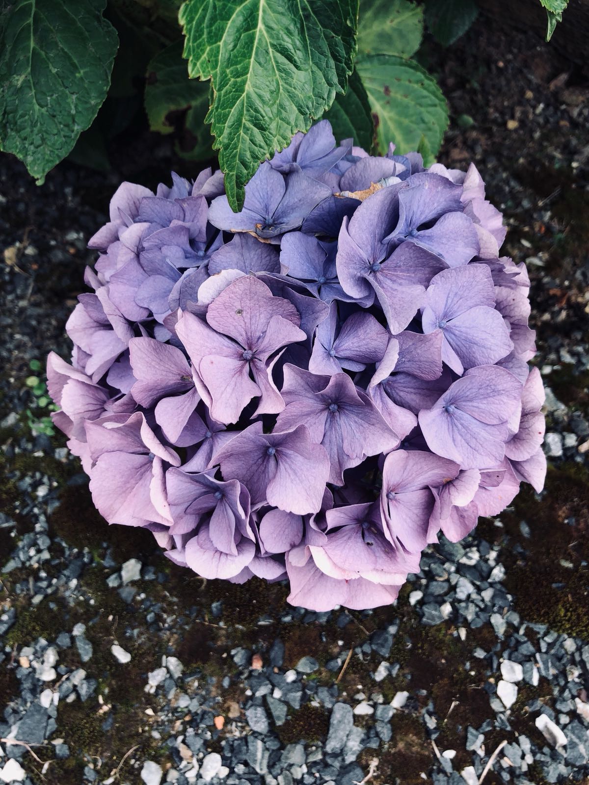 Flor de hortensia